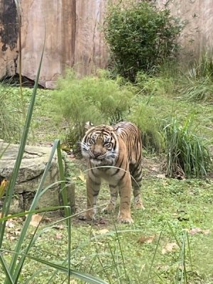 IMG_3973.JPEG