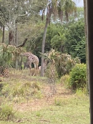 IMG_3997.JPEG