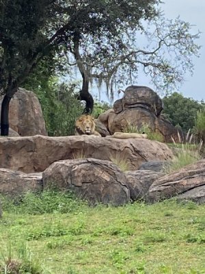 IMG_4012.JPEG