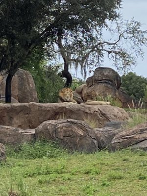 IMG_4013.JPEG