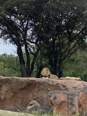 IMG_4015.JPEG