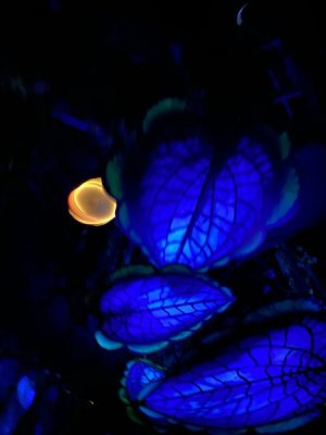 IMG_4033.JPEG