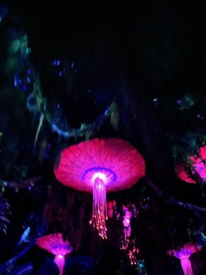 IMG_4034.JPEG