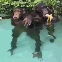 monkey-banana.gif