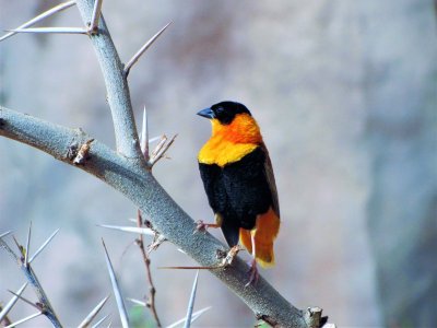 Golden Weaver (2).JPG