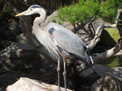 Another Great Blue.jpg
