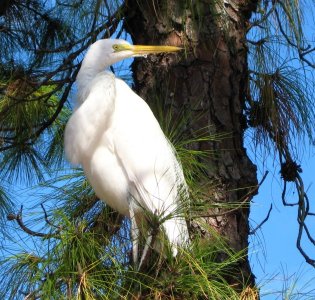 Great Egret 8X10 (2).JPG