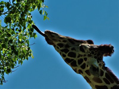 zoo 001 (2).jpg