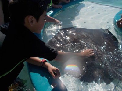 stingray.jpg