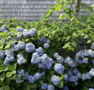 FD8D8920-AB49-47FE-89E5-166B4C410EC5.jpeg