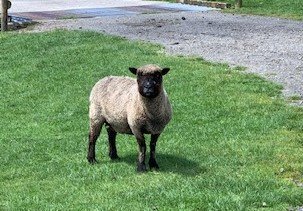 Sheep 1.jpg
