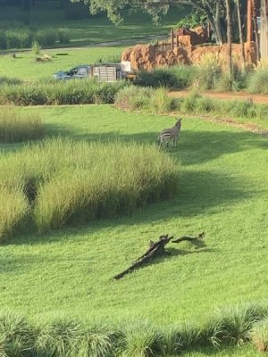 IMG_1605.JPEG