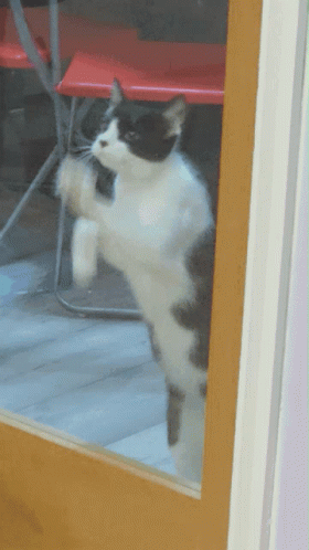 467D9766-FD69-4959-BBFF-DE00BD75D4B5.gif
