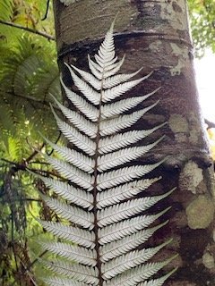 Day 1 Silver Fern 2.jpg