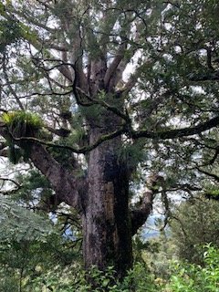 Day 1 Kauri 2.jpg