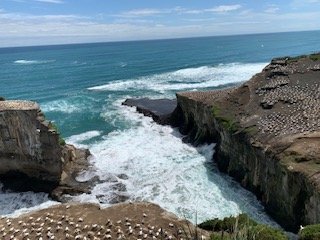 Day 1 Gannets 2 - Copy (2).jpg