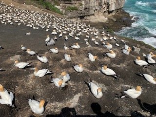 Day 1 Gannets 3 - Copy (2).jpg