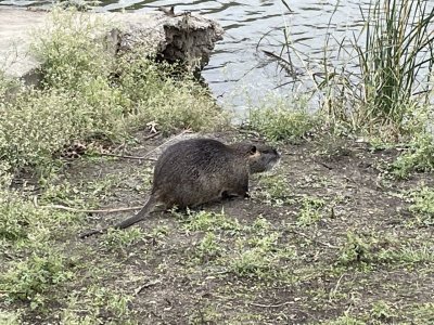 Daddy Nutria.jpeg Daddy Nutria.jpeg