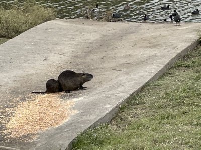 Mom and Baby Nutria.jpeg Mom and Baby Nutria.jpeg