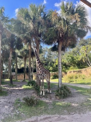 Giraffe.jpg