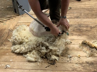 Day 5 shear.JPG