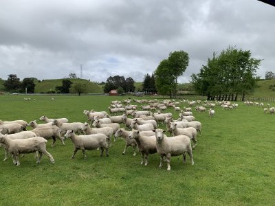 Day 5 sheep.JPG