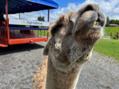 Day 5 DG llama.jpg