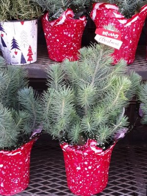 Our Christmas Tree at Pavilions.jpg