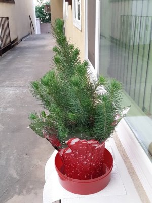 Indoor Christmas Tree 2022.jpg