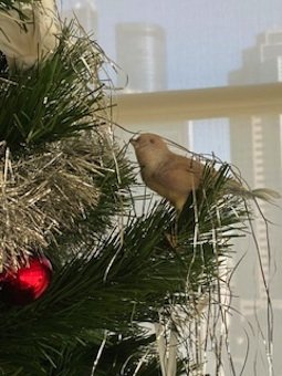 Bird Tree.jpg