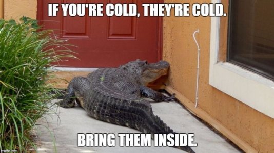 cold-alligator-meme.jpg