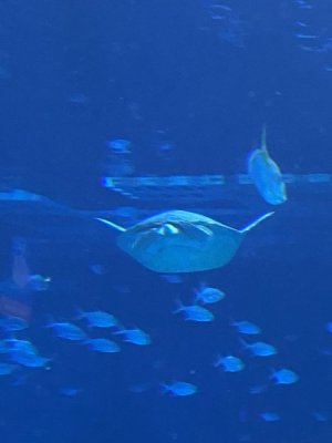 IMG_4141.JPEG