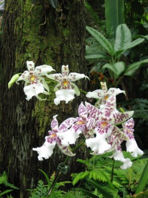 Orchid Cluster.JPG