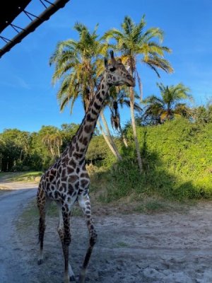 Giraffe Close.jpg