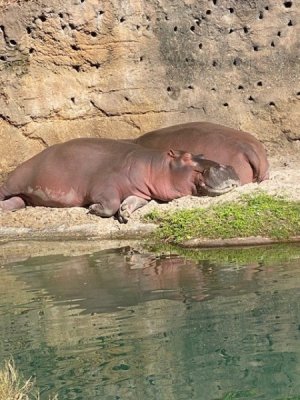 Hippos.jpg