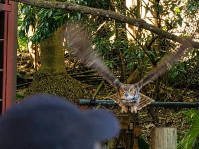 owl_1380664.jpg