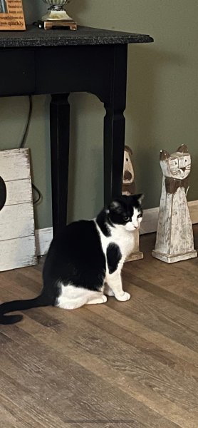 cat.jpg