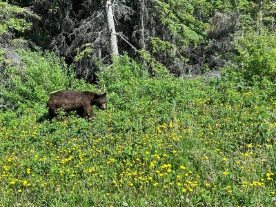 bearcub.jpeg