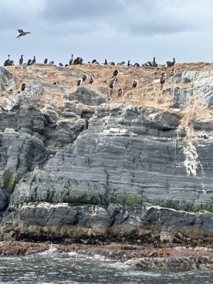Day 3 Rock Shag 1.jpg