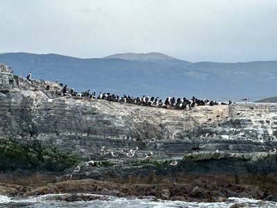 Day 3 rock shag 2.jpg