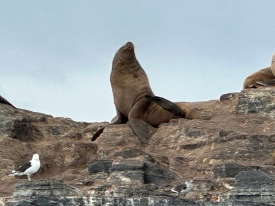 Day 3 seals 2.jpg