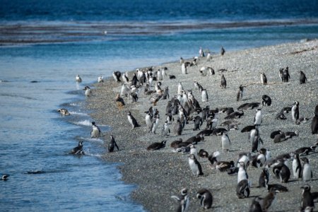 Day 3 penguins 3a.JPG