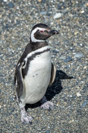 Day 3 penguins 4a.JPG