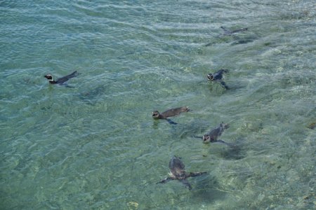 Day 3 penguins 6a.JPG