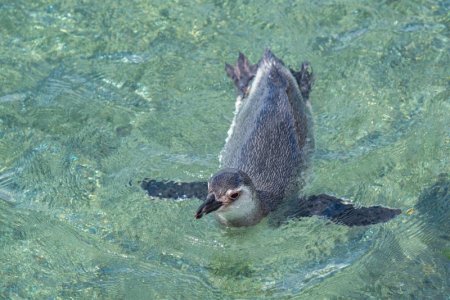 Day 3 penguins 7a.JPG