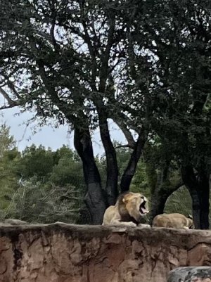 sleepy lion.jpg sleepy lion.jpg