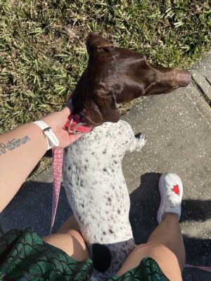 dog rescue.jpg