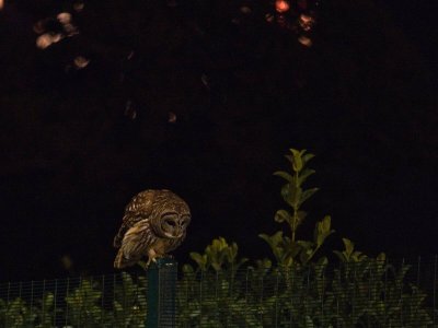 owl_P2083256.jpg