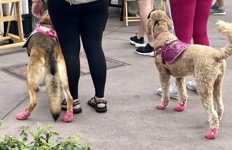 croc dogs.jpg