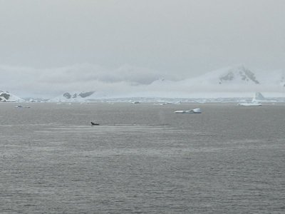 Day 6 first whales 1.jpg